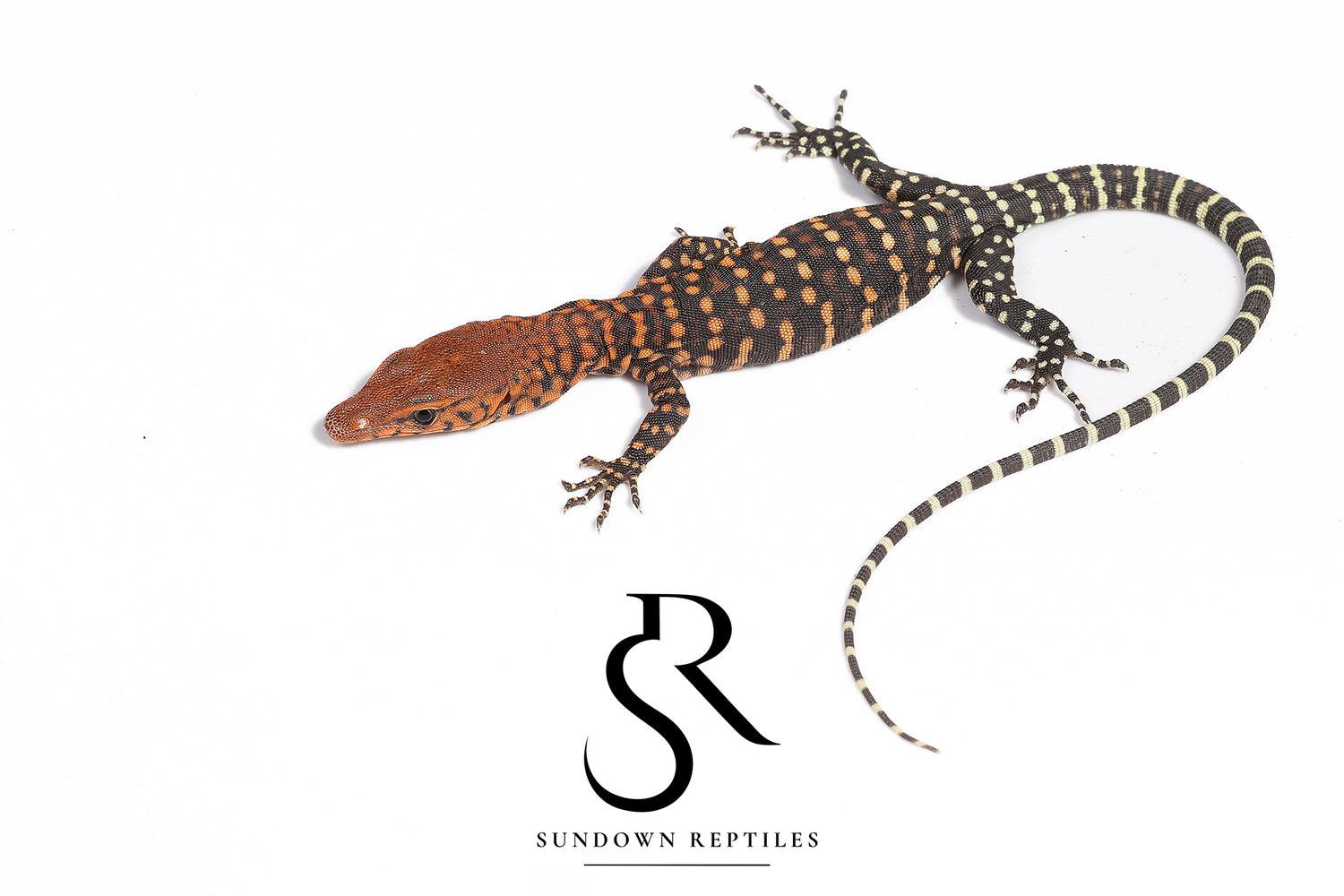 Unsexed Pilbara Rock Monitor (Varanus pilbarensis) #2