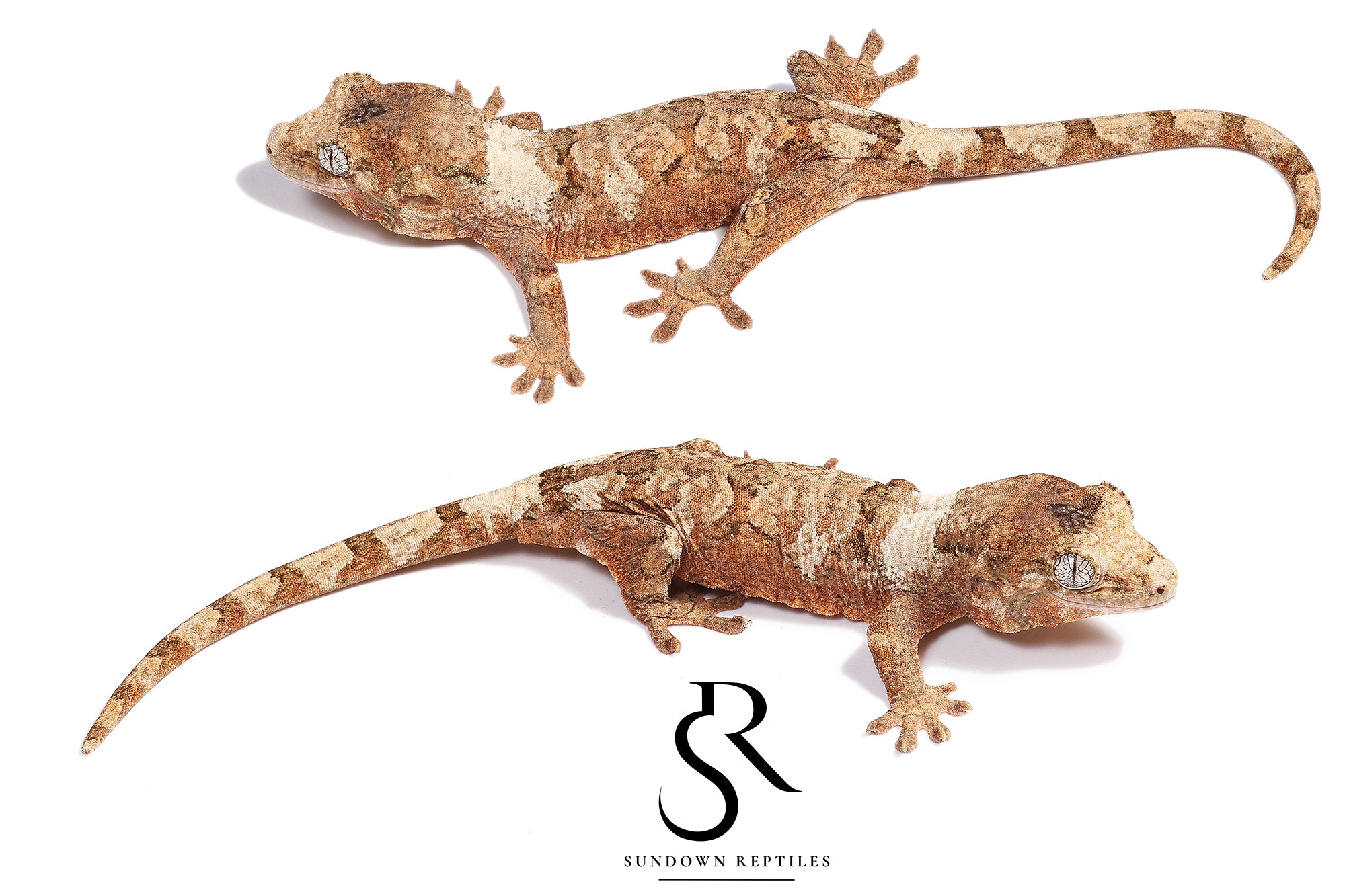 MC8 Female Pastel PI M. chahoua - (Vanda x Atlas)