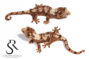 MC14 Probable female PI M. chahoua - Nectar x Cotopaxi