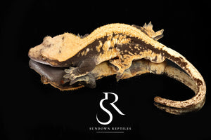 CC9 Probable Female High White Yellow Pin  - (Santeelah x Pixel son)