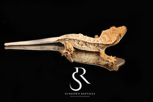 CC9 Probable Female High White Yellow Pin  - (Santeelah x Pixel son)