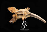 CC9 Probable Female High White Yellow Pin  - (Santeelah x Pixel son)