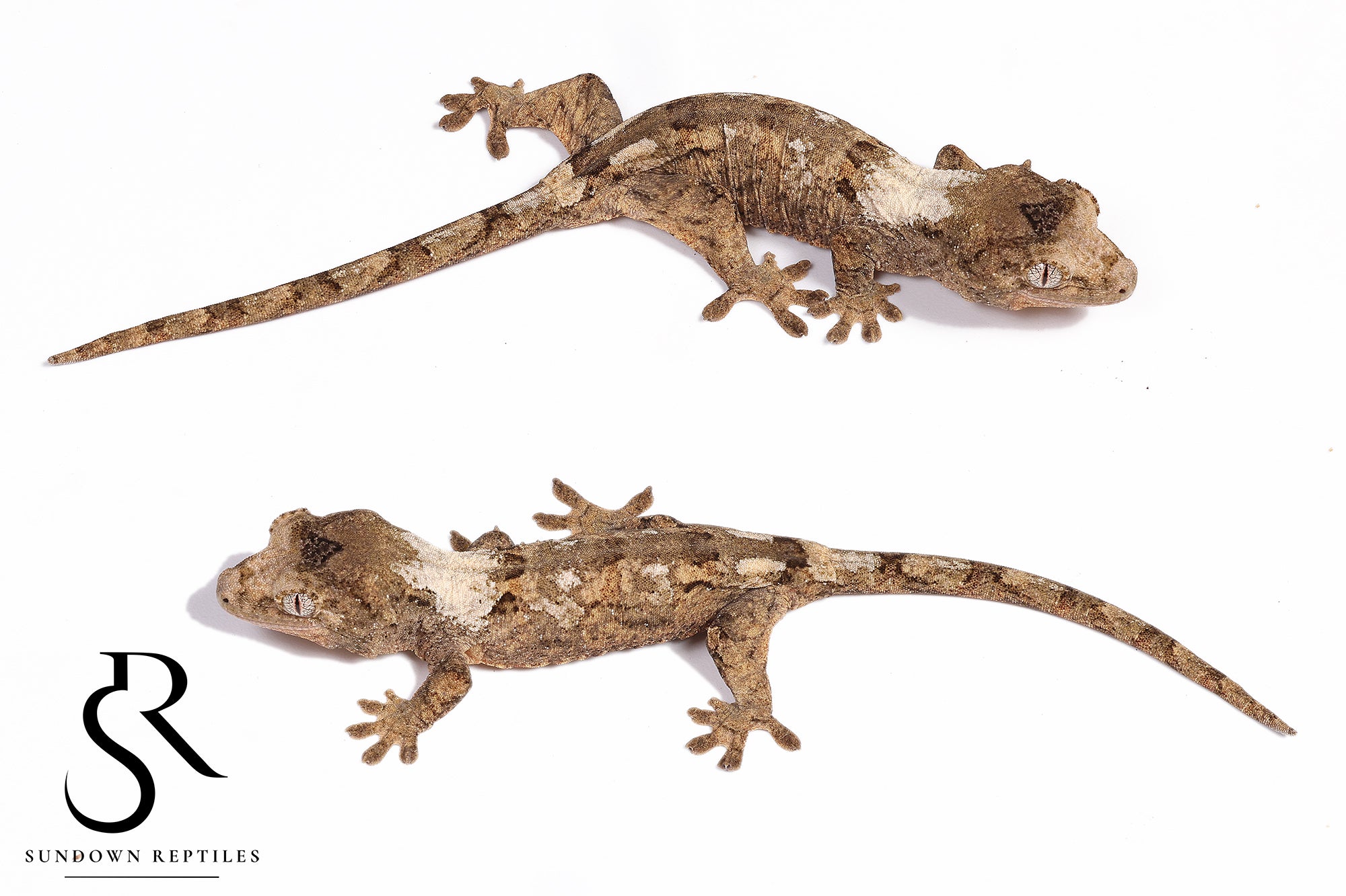 MC53 Possible male PI M. chahoua - Koala x Jacamar