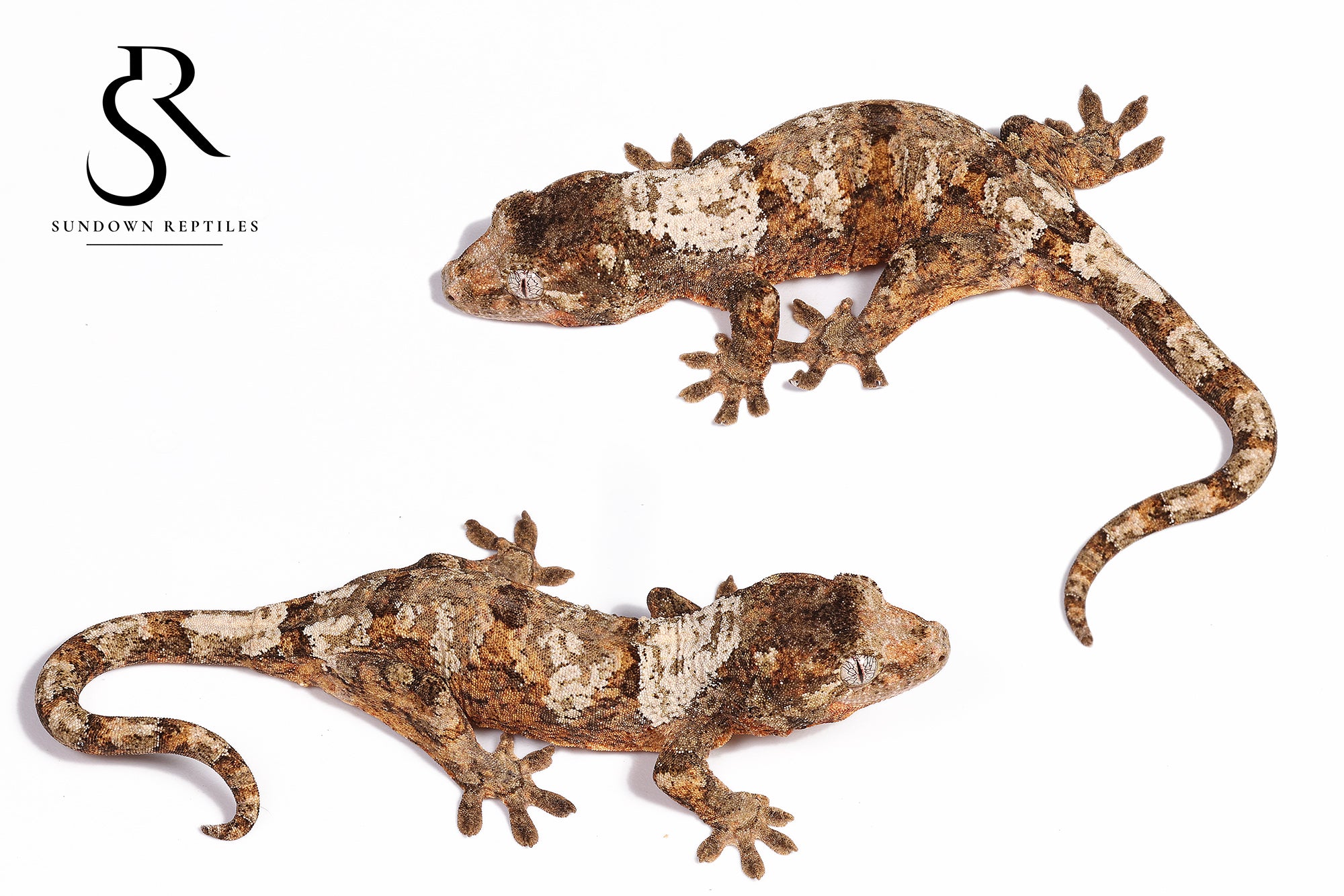 MC56 Male PI M. chahoua - (Sahara x MMM)