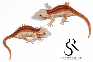 RA23 Male Red Stripe - (Brows)