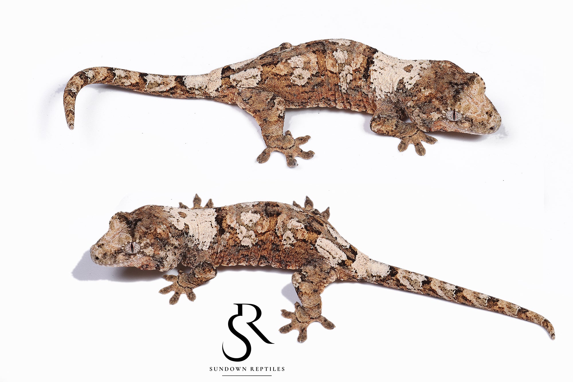 MC54 Female PI M. chahoua - (Whiteout x Sabre)