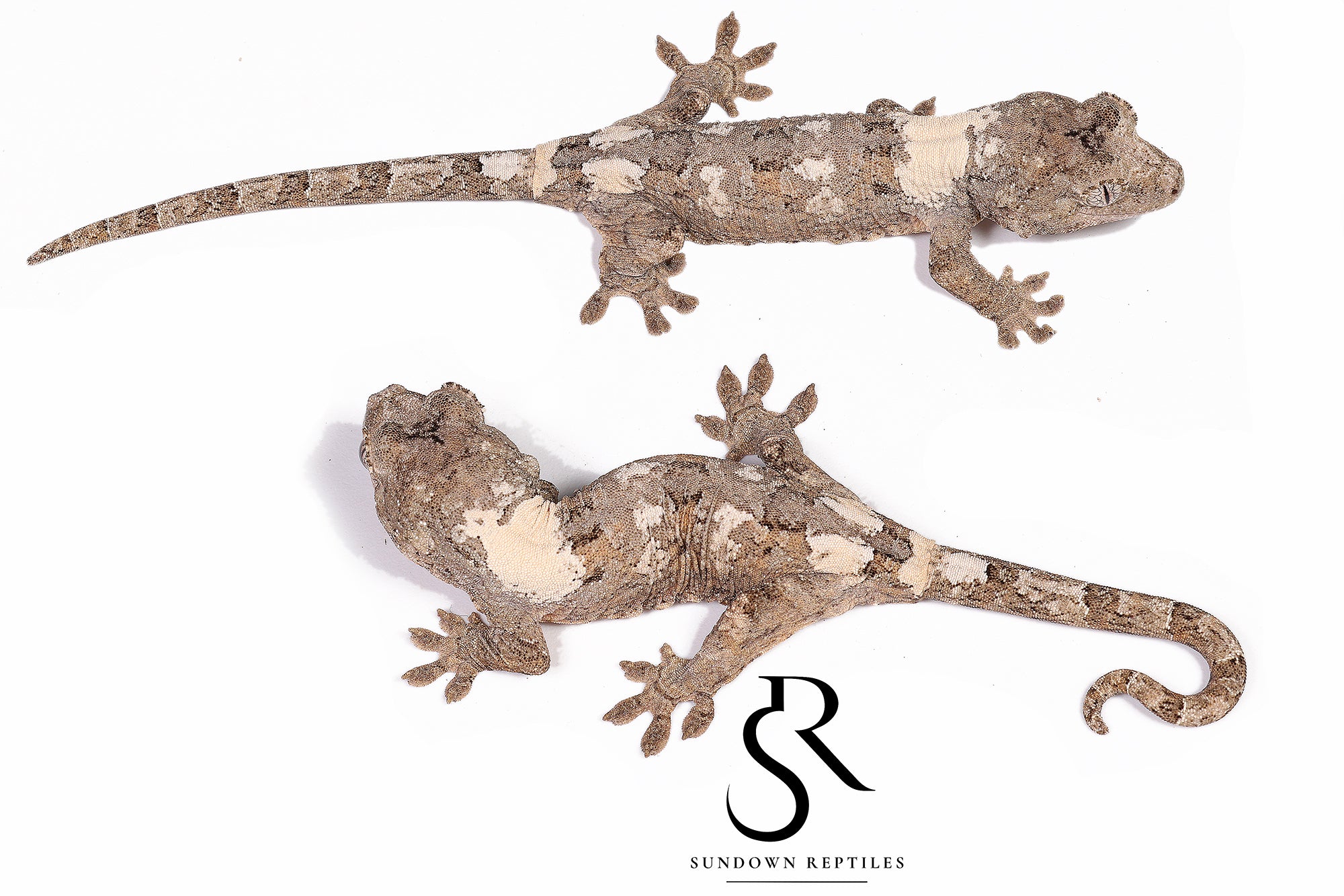 MC29 Male PI M. chahoua - (Southern Charm x Calyx)