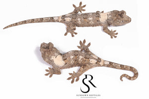 MC29 Male PI M. chahoua - (Southern Charm x Calyx)