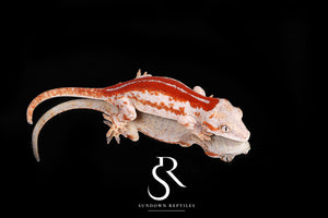 RA49 Male holdback Six-Stripe - Moonbow x Jam