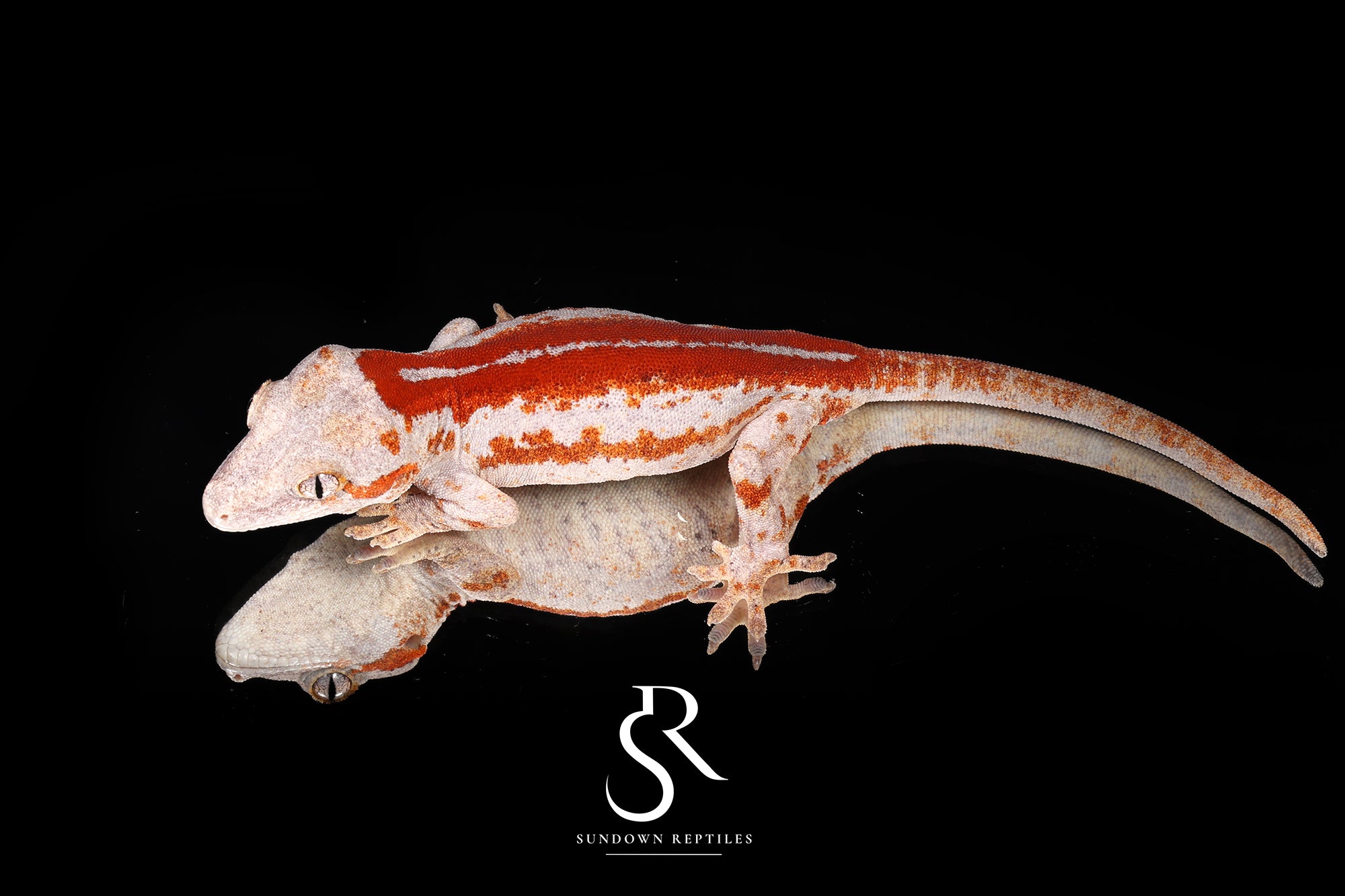 RA49 Male holdback Six-Stripe - Moonbow x Jam