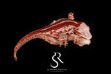 RA21 Female Red Stripe  - (Spice x SS)