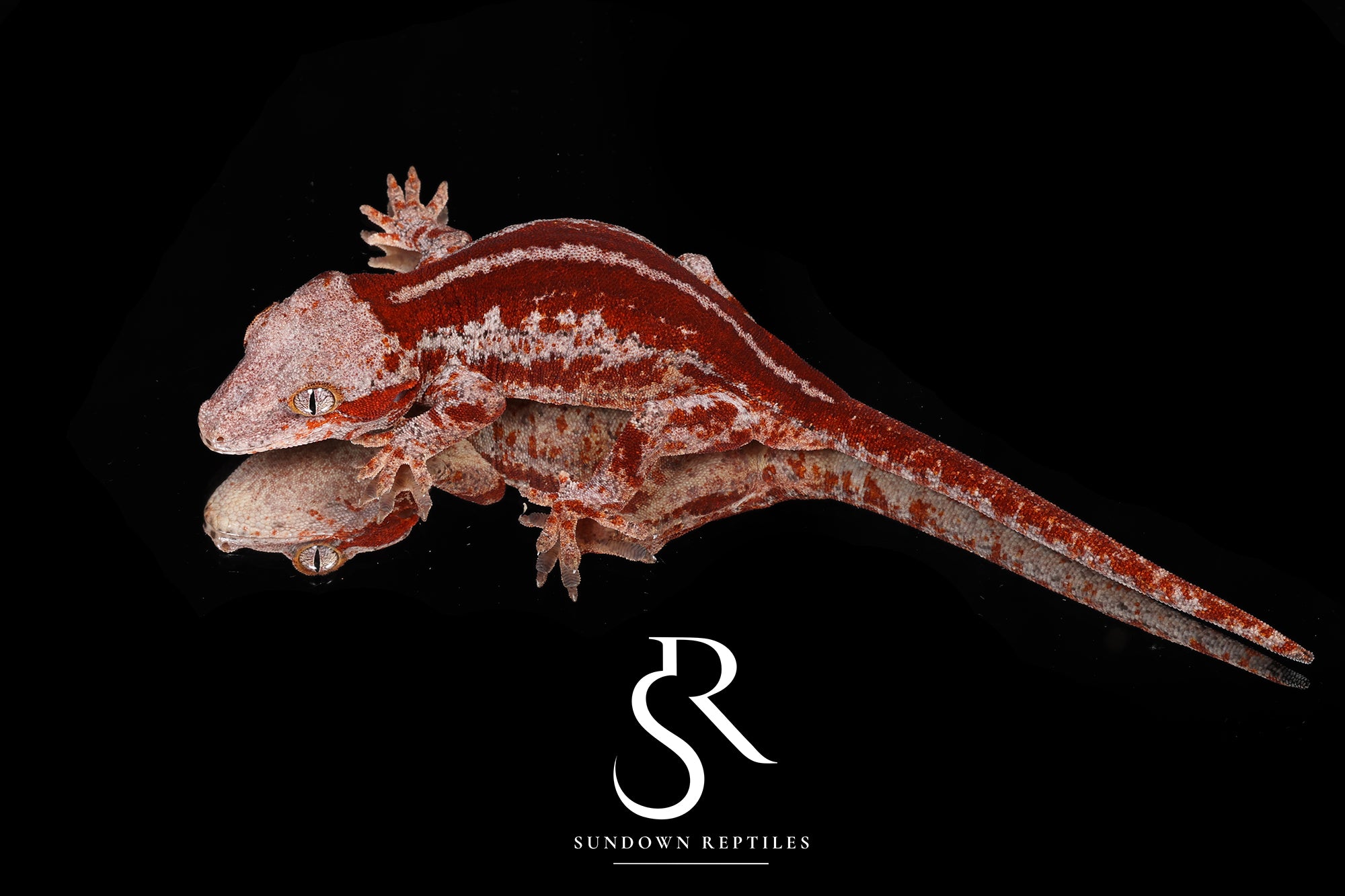 RA21 Female Red Stripe  - (Spice x SS)