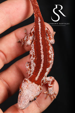 RA21 Female Red Stripe  - (Spice x SS)