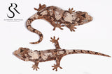 MC14 Probable female PI M. chahoua - Nectar x Cotopaxi