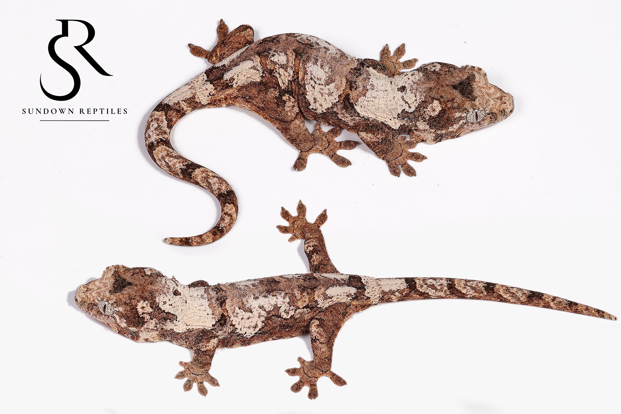 MC14 Probable female PI M. chahoua - Nectar x Cotopaxi