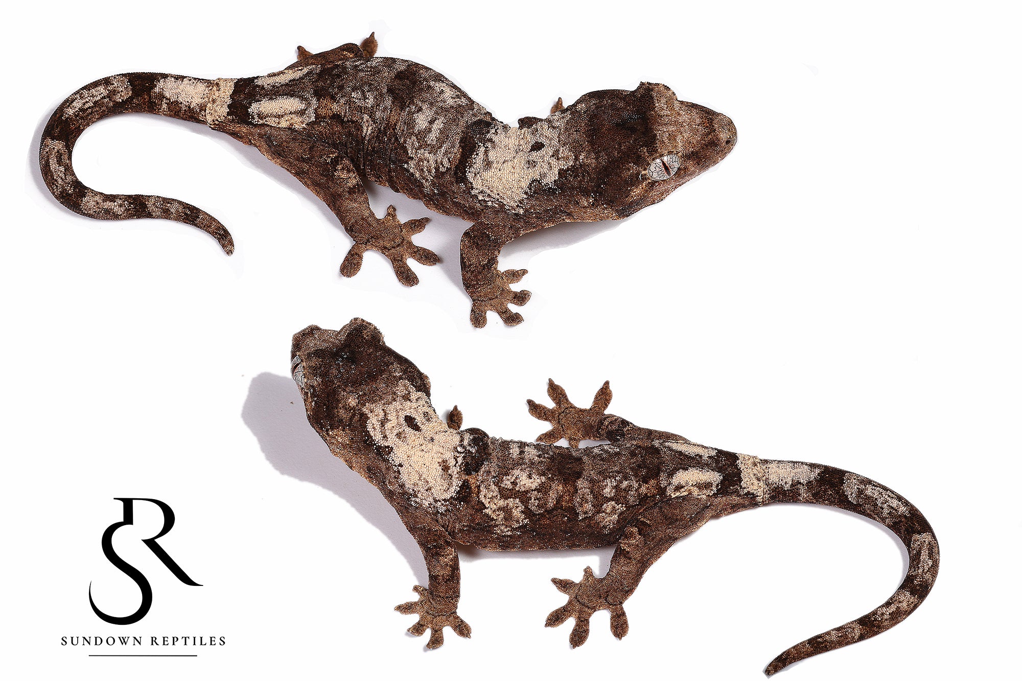 MC43 Female PI M. chahoua - (Laelia x The Source)