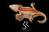 RA7 Unsexed Red Stripe - (RS x JM1)