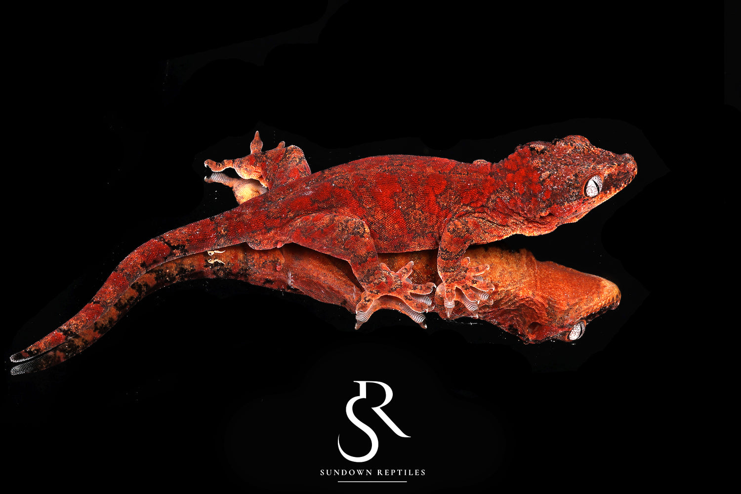 Zeus - Sundown Reptiles