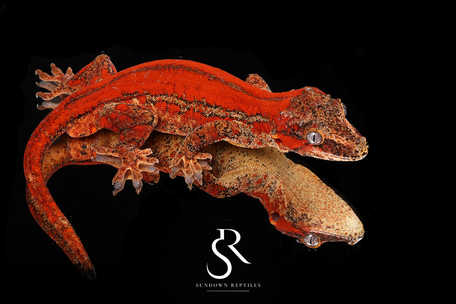 Godiva - Sundown Reptiles