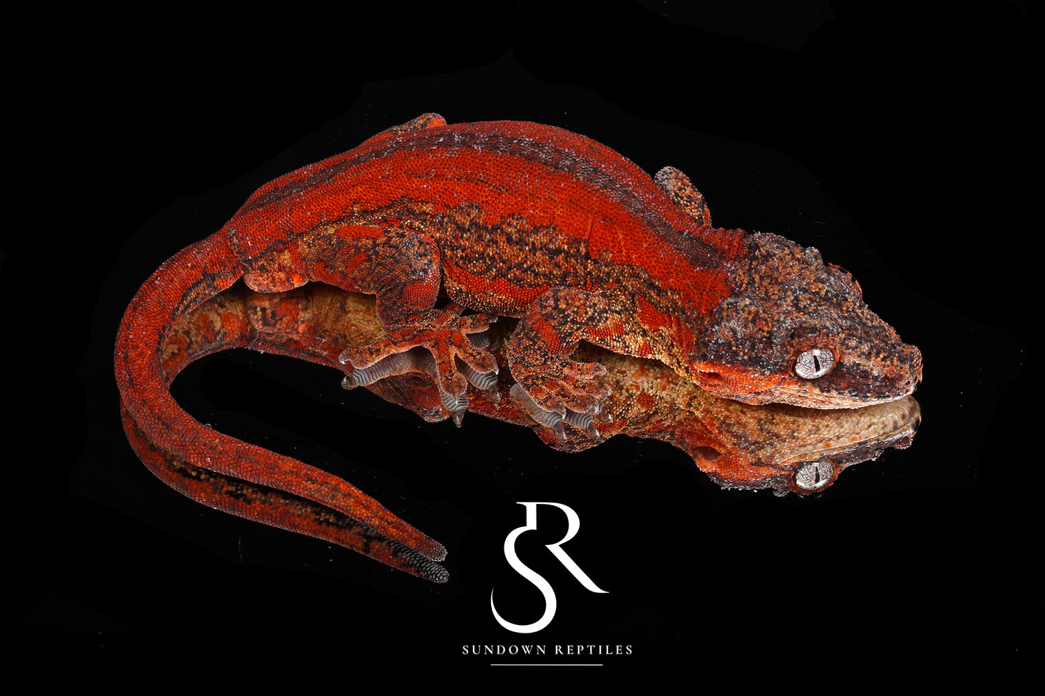 Orion - Sundown Reptiles