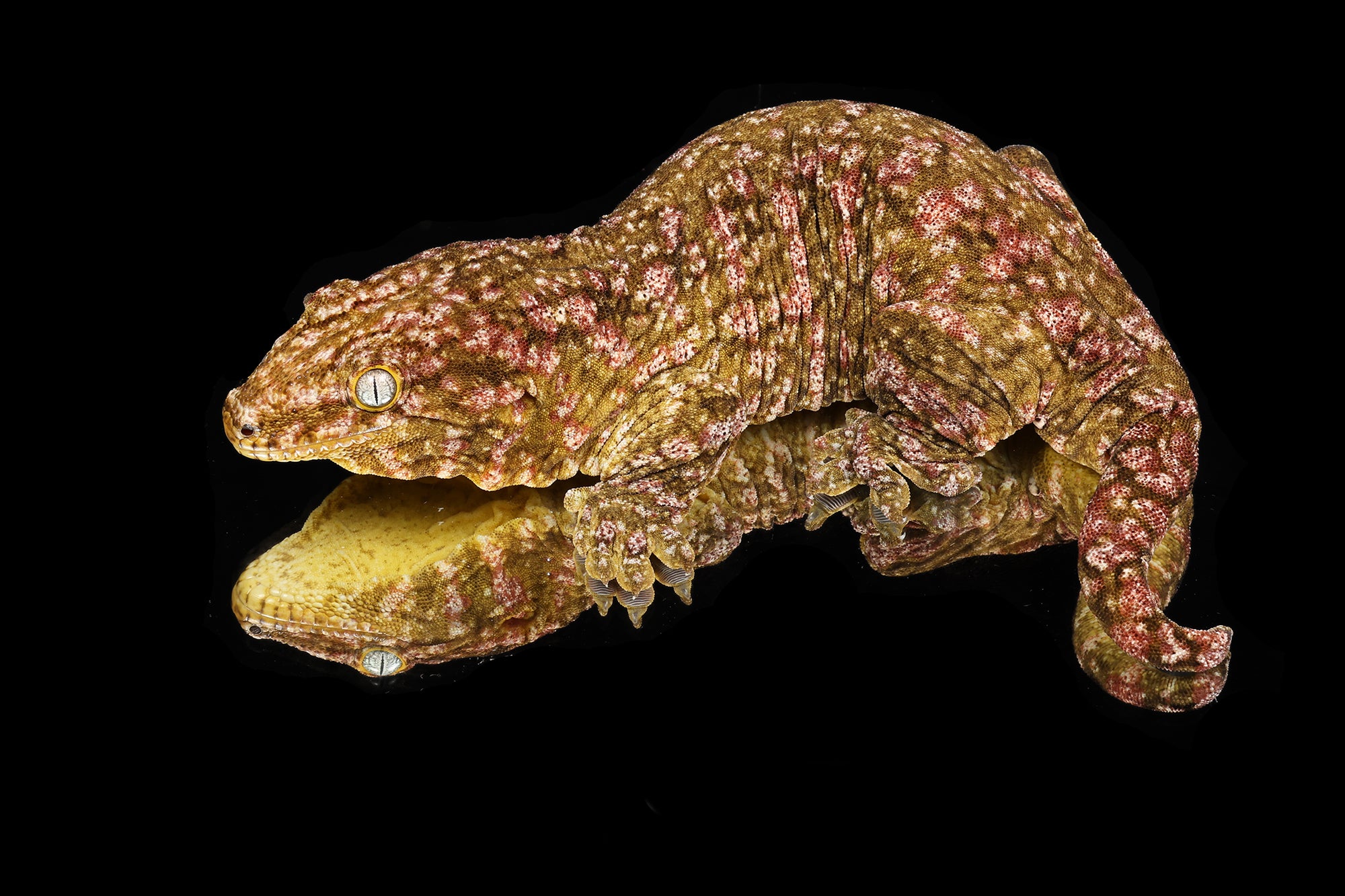 Leachianus Gecko (Rhacodactylus leachianus) Care - Sundown Reptiles