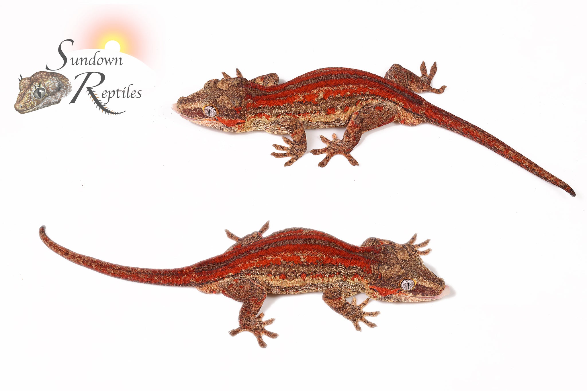 Male Red Stripe 1- (Sentinel x Jm1)
