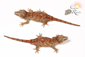Male Blotch Gargoyle Gecko