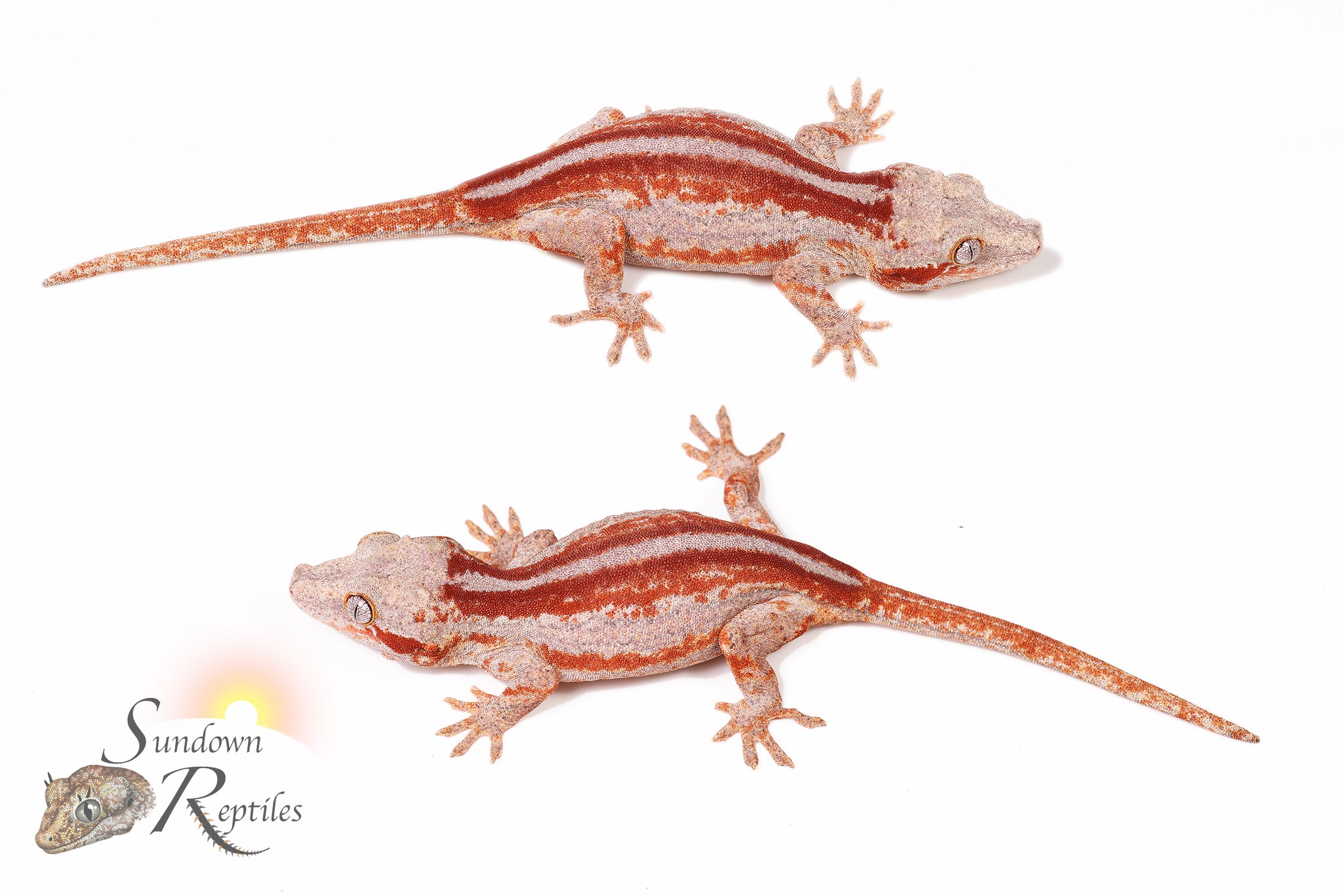 Female Six Stripe - (SS x Spice)