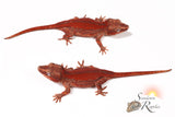 Female Red Super-Stripe - (Spice x SS)