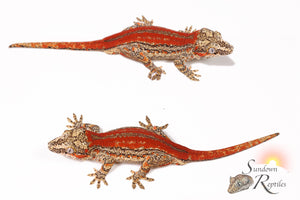 Male Red Stripe - (RS x JM1)