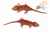 *Holdback Release* Bloody Mary - Female Gargoyle Gecko (Rhacodactylus auriculatus)