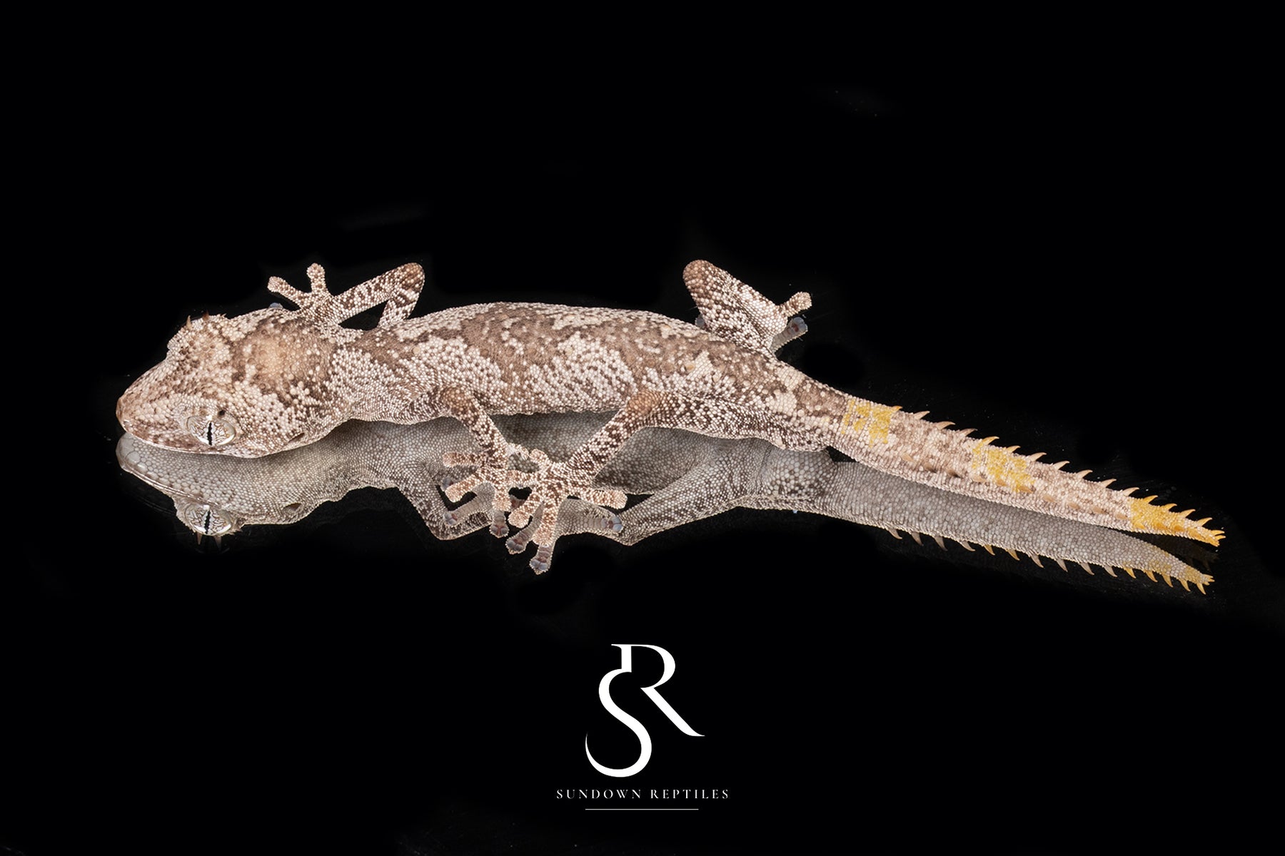 Northern Spiny-Tailed Gecko (Strophurus ciliaris) - Male SC2025-3 - Sundown Reptiles