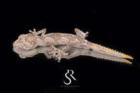 Northern Spiny-Tailed Gecko (Strophurus ciliaris) - Male SC2025-3 - Sundown Reptiles