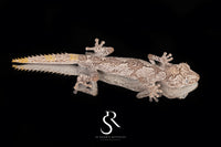 Northern Spiny-Tailed Gecko (Strophurus ciliaris) - Male SC2025-3 - Sundown Reptiles