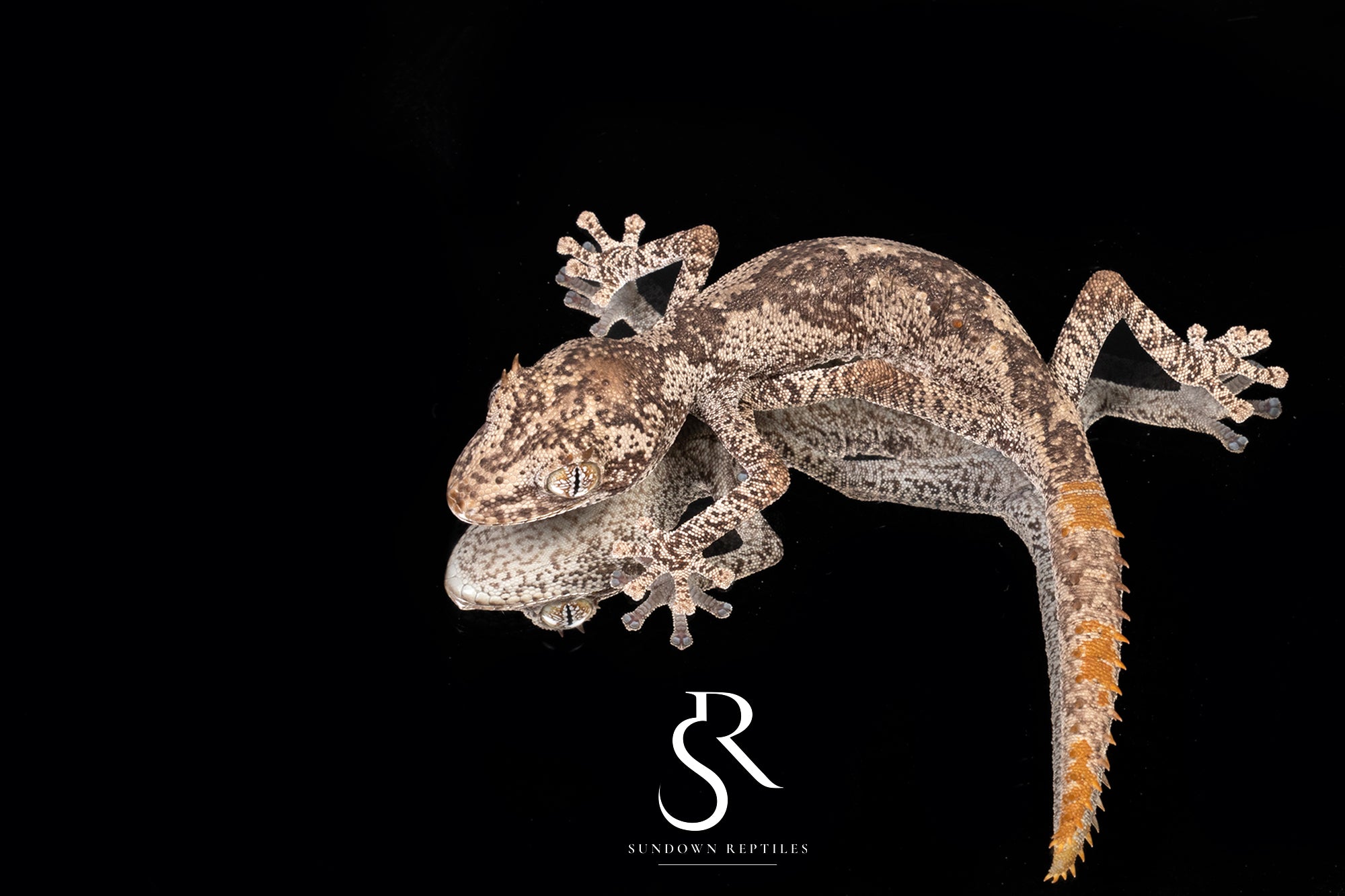 Northern Spiny-Tailed Gecko (Strophurus ciliaris) - unsexed SC2025-4 - Sundown Reptiles