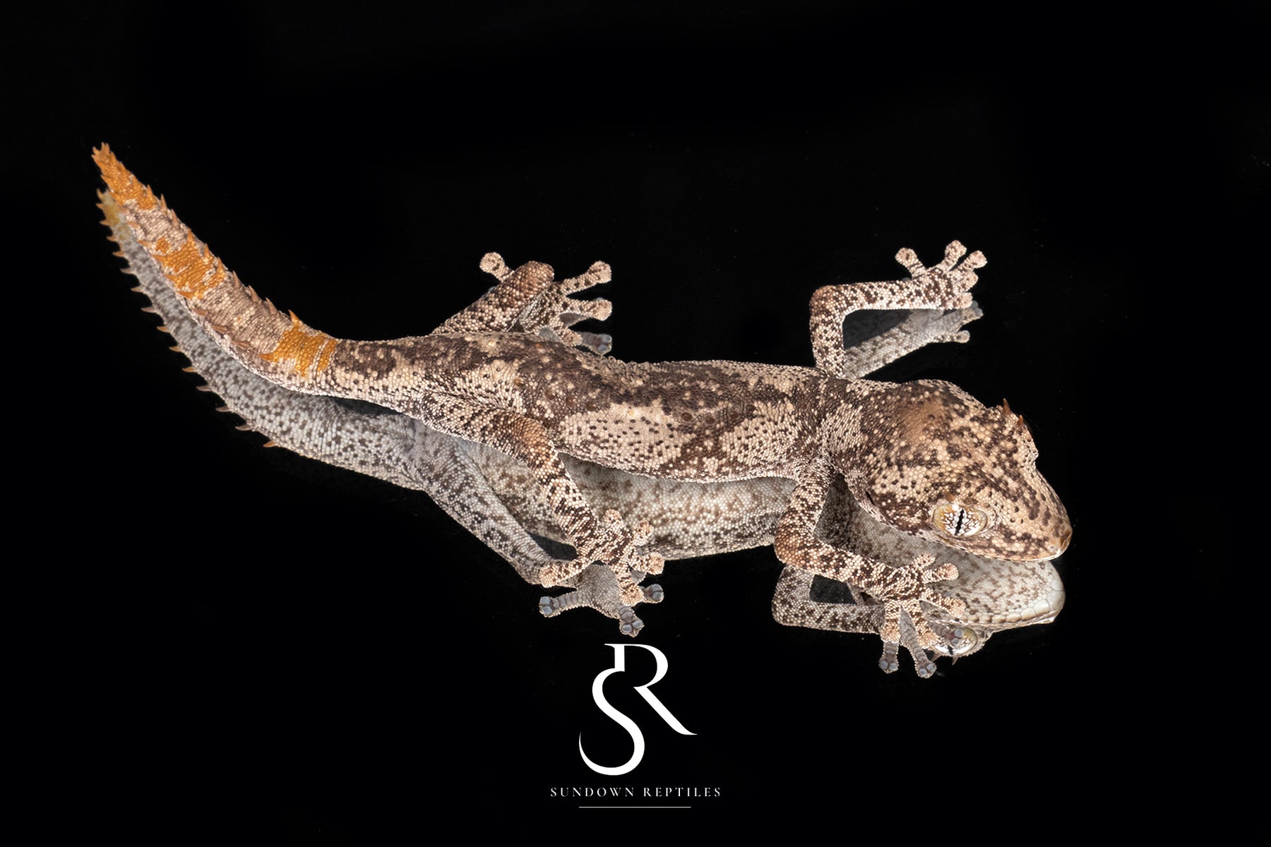 Northern Spiny-Tailed Gecko (Strophurus ciliaris) - unsexed SC2025-4 - Sundown Reptiles