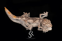 Northern Spiny-Tailed Gecko (Strophurus ciliaris) - unsexed SC2025-4 - Sundown Reptiles