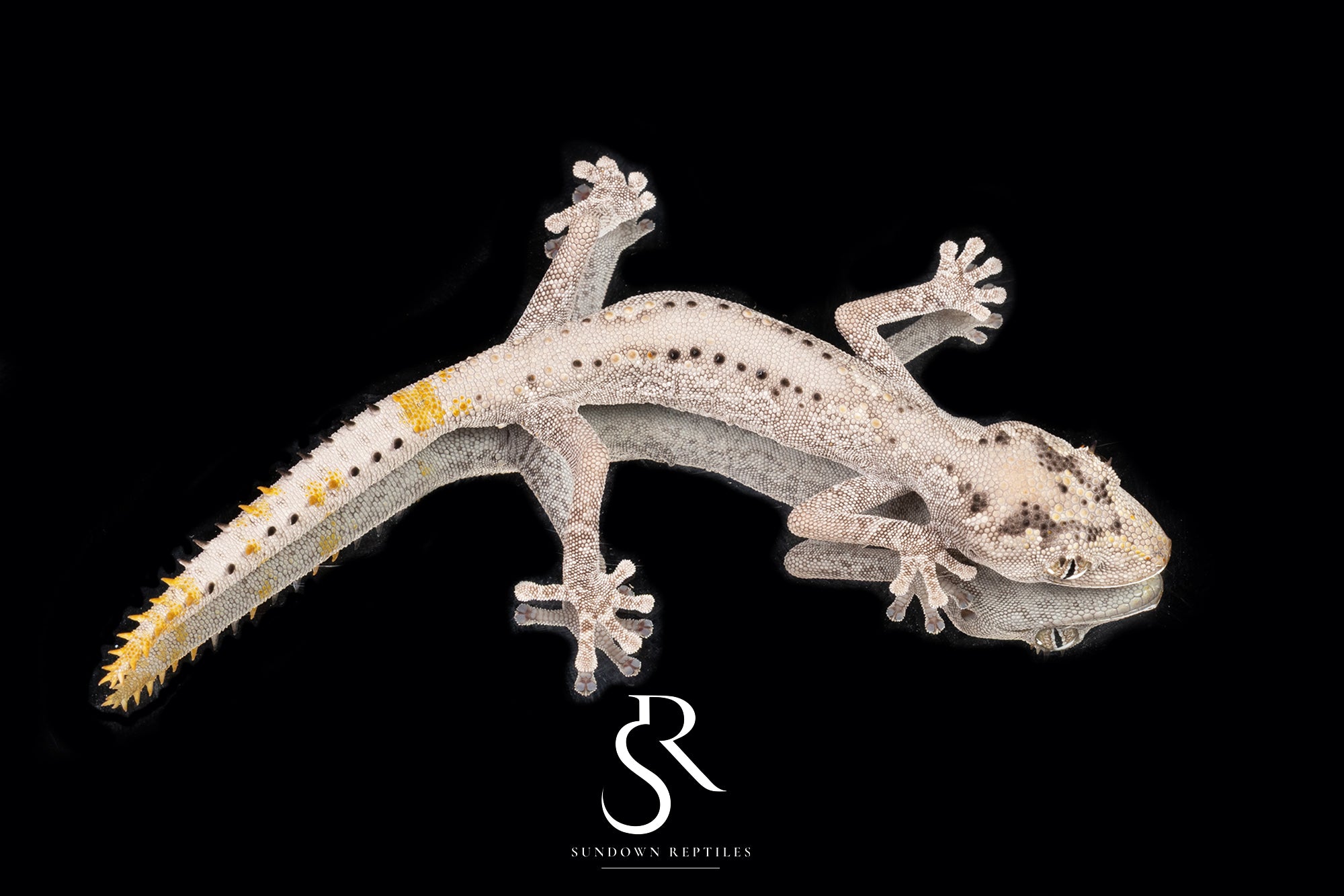 Northern Spiny-Tailed Gecko (Strophurus ciliaris) - Male Black Mask SC2025-9 - Sundown Reptiles