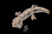 Northern Spiny-Tailed Gecko (Strophurus ciliaris) - Male SC2025-10 - Sundown Reptiles