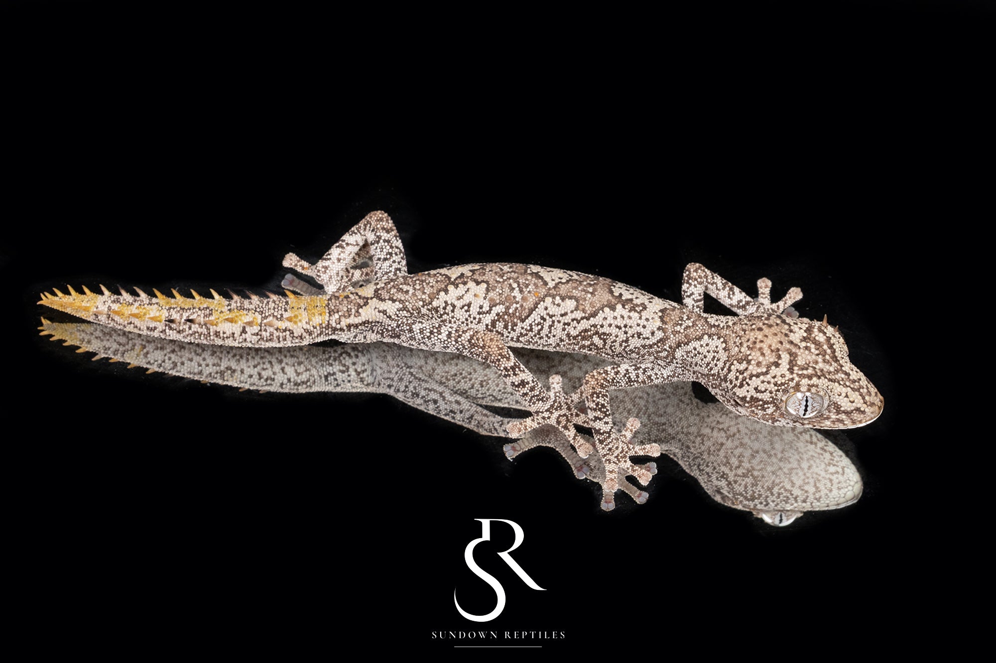 Northern Spiny-Tailed Gecko (Strophurus ciliaris) - Male SC2025-10 - Sundown Reptiles