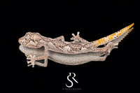 Northern Spiny-Tailed Gecko (Strophurus ciliaris) - Male SC2025-12 - Sundown Reptiles