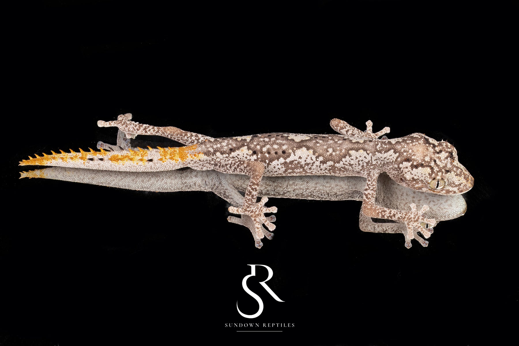Northern Spiny-Tailed Gecko (Strophurus ciliaris) - Male SC2025-12 - Sundown Reptiles