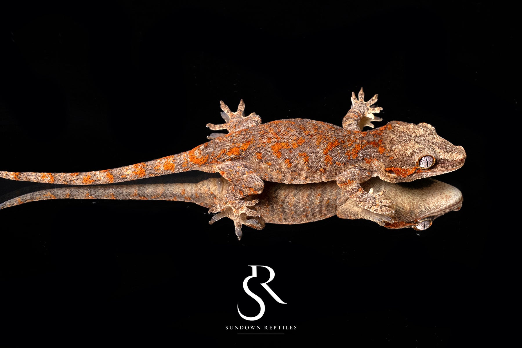 Gargoyle Gecko -Female Bicolor blotch (Atomic) RA2025-77 (Copy) - Sundown Reptiles