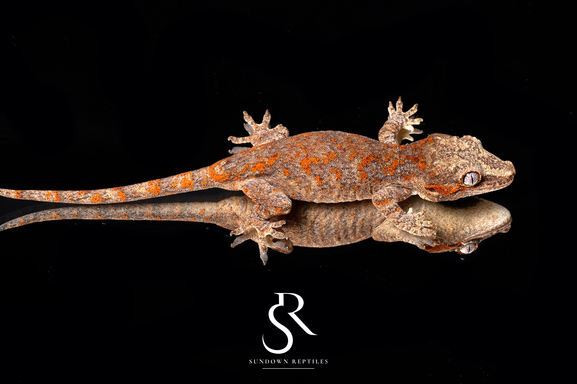 Gargoyle Gecko -Female Bicolor blotch (Atomic) RA2025-77 (Copy) - Sundown Reptiles