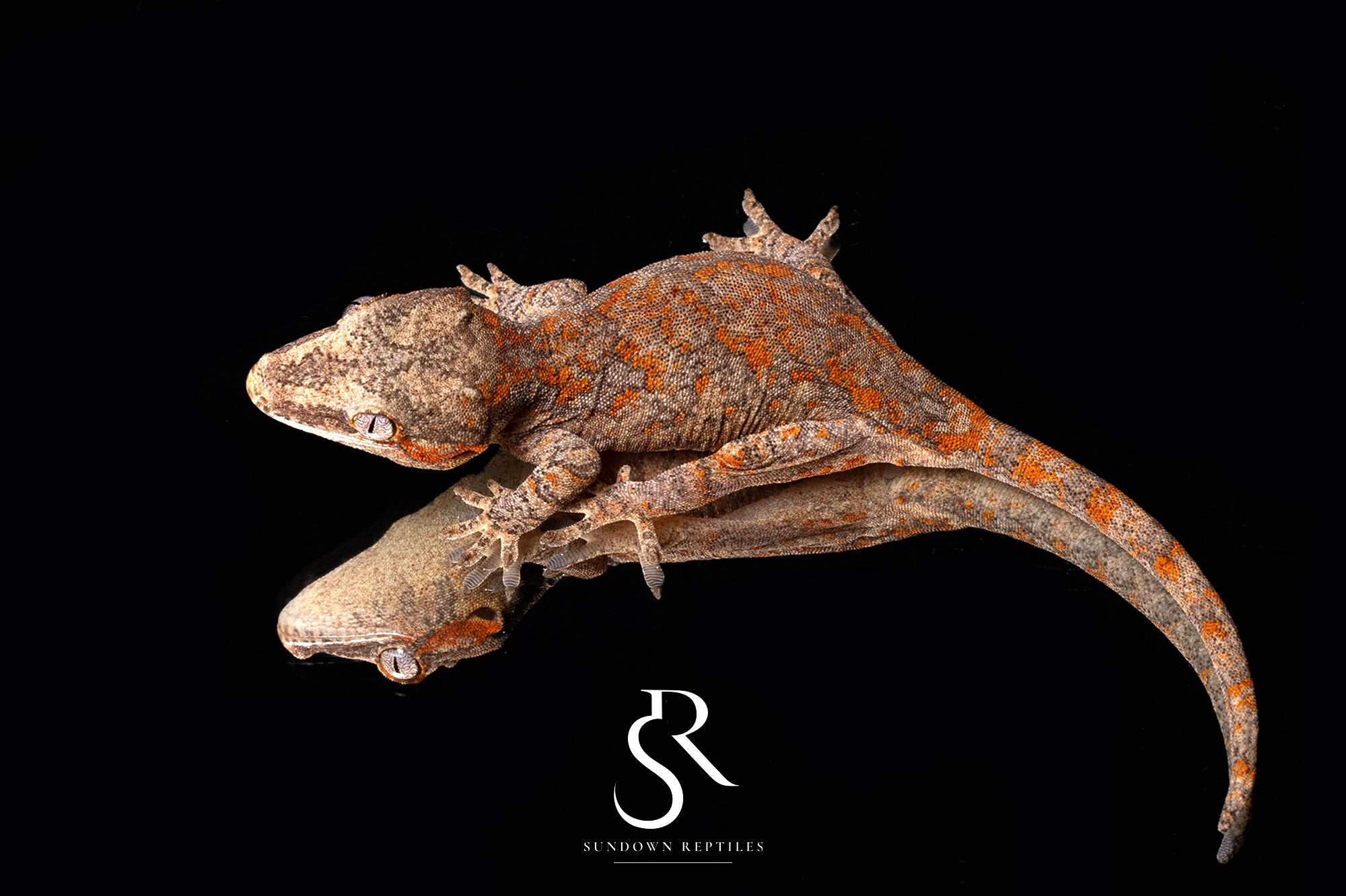 Gargoyle Gecko -Female Bicolor blotch (Atomic) RA2025-77 (Copy) - Sundown Reptiles