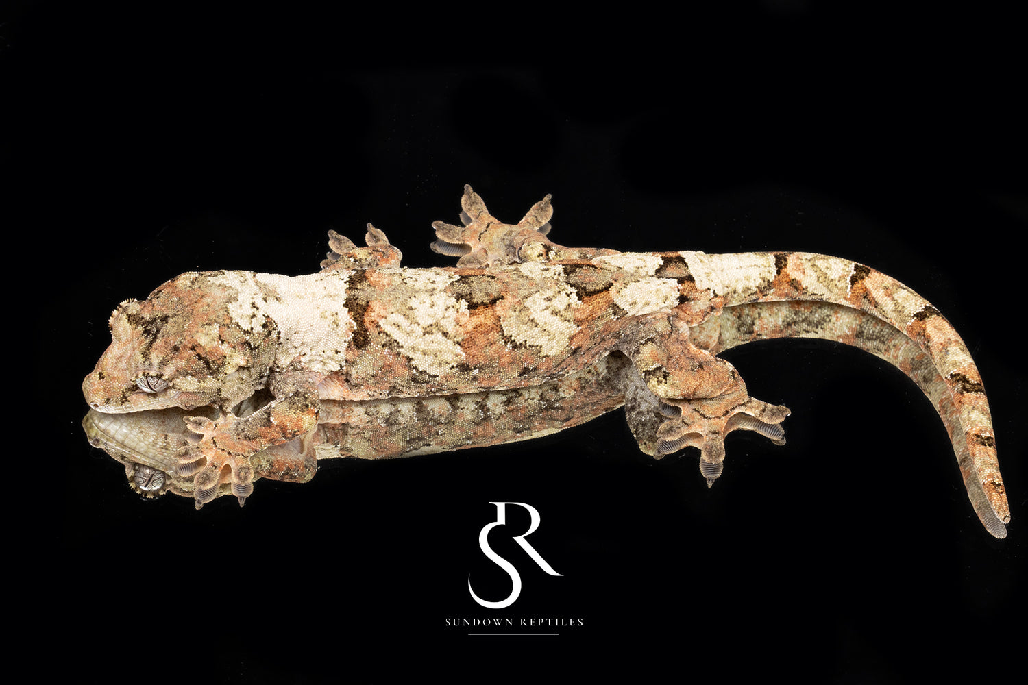 Chahoua - Sundown Reptiles