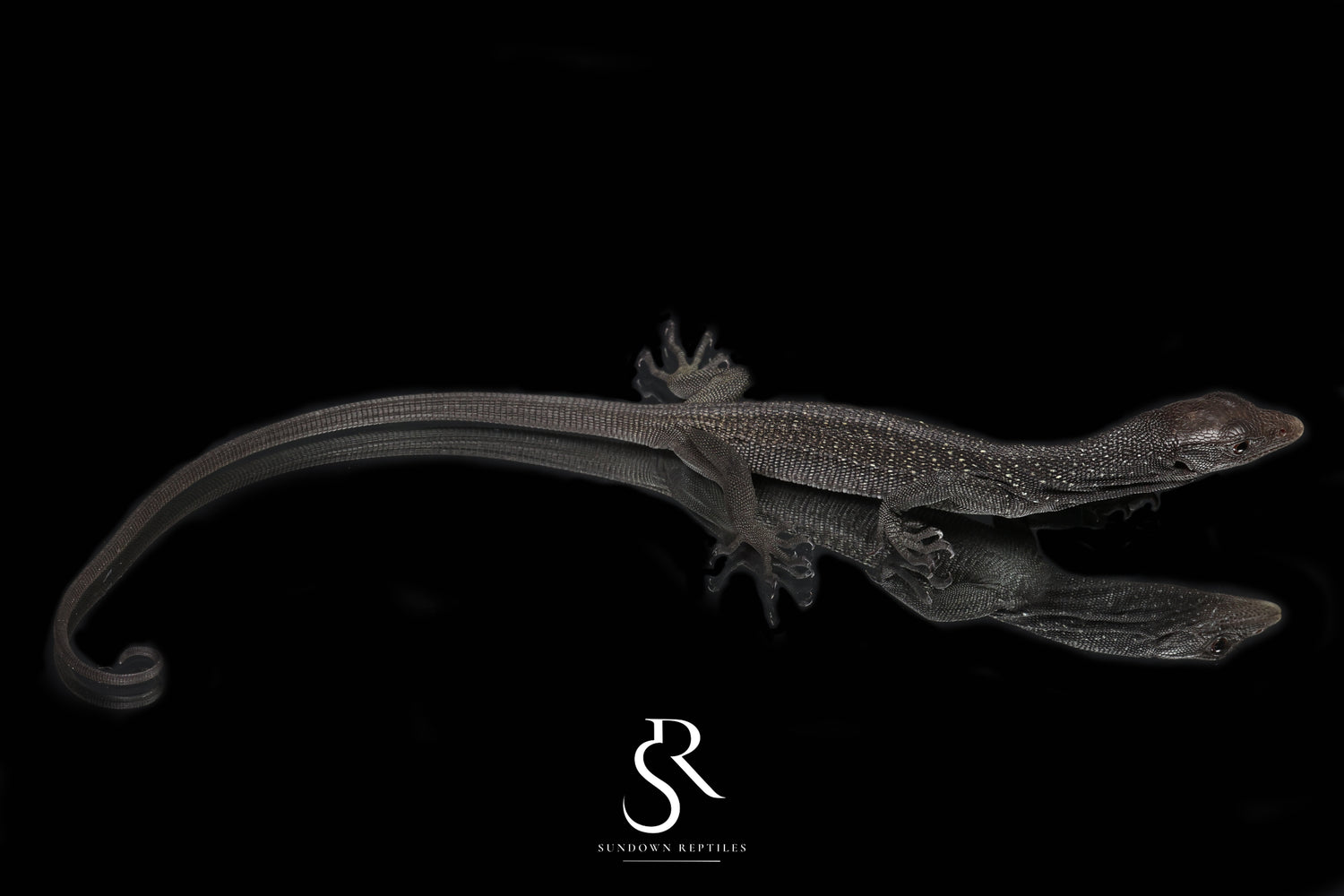 USCBB Unsexed Black Tree Monitor (Varanus beccarii) VB2026-1 - Sundown Reptiles