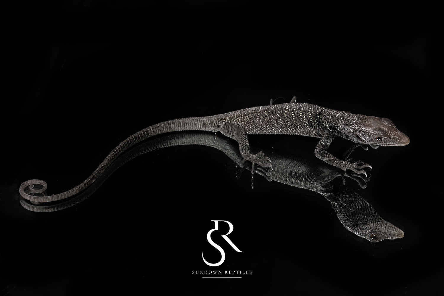 USCBB Unsexed Black Tree Monitor (Varanus beccarii) VB2026-2 - Sundown Reptiles