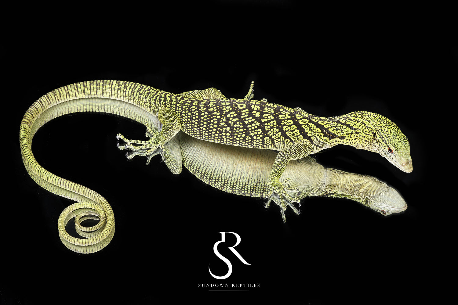 Yellow Tree Monitor (Varanus reisingeri) - Male USCBB Pair #1 - Sundown Reptiles