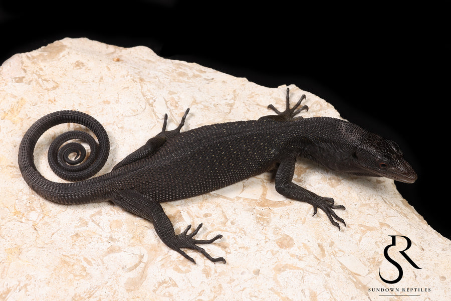 Black Tree Monitor (Varanus beccarii) - USCBB Unsexed #4 - Sundown Reptiles